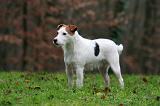 PARSON RUSSEL TERRIER 219